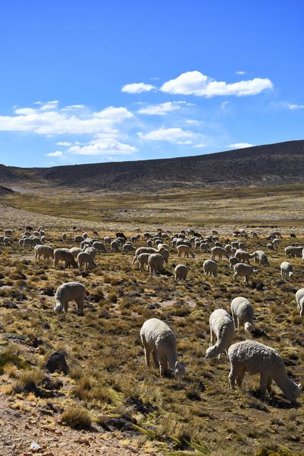 3 SEMANAS EN PERÚ del Amazonas a Machu Picchu 2019 - Blogs de Peru - Día 9. Arequipa Cañon del Colca - El vuelo del Cóndor (10)