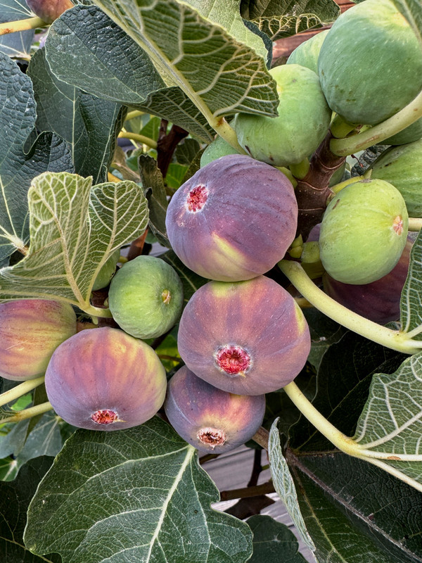 figs-74.jpg