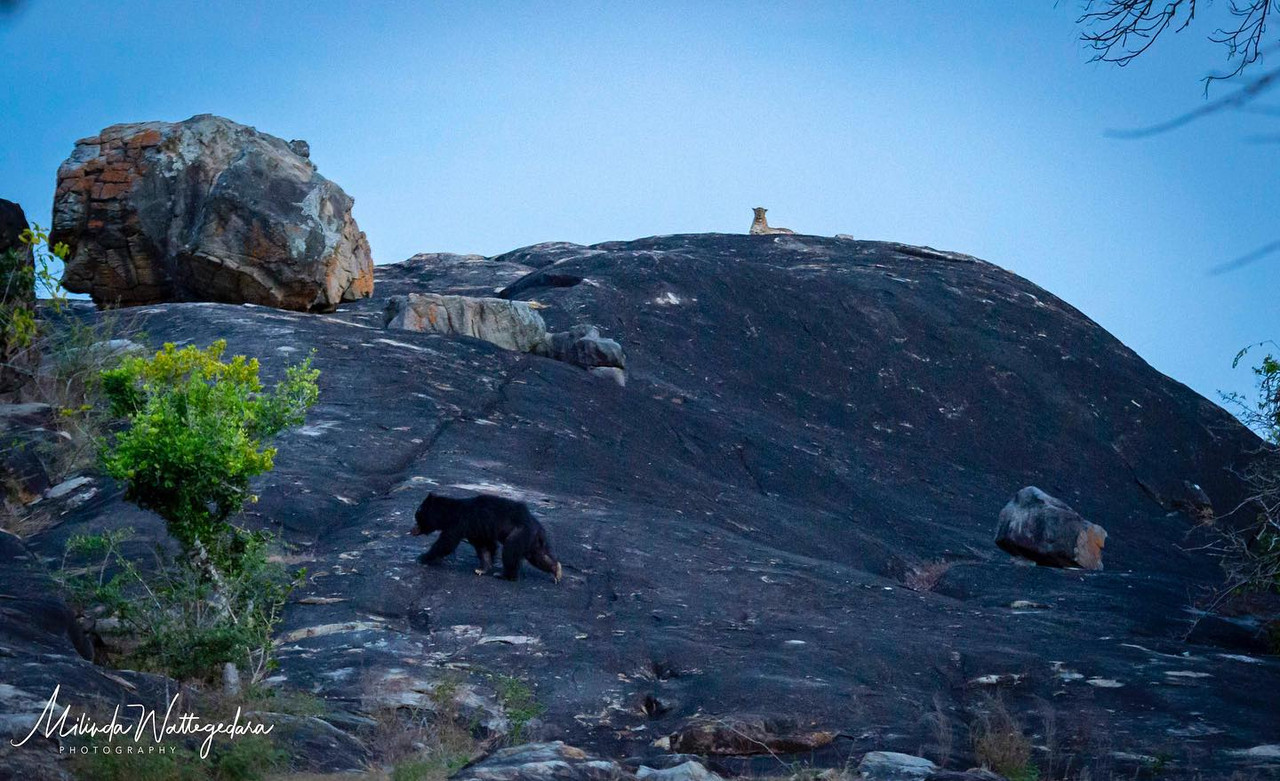 Leopard and Sloth Bear