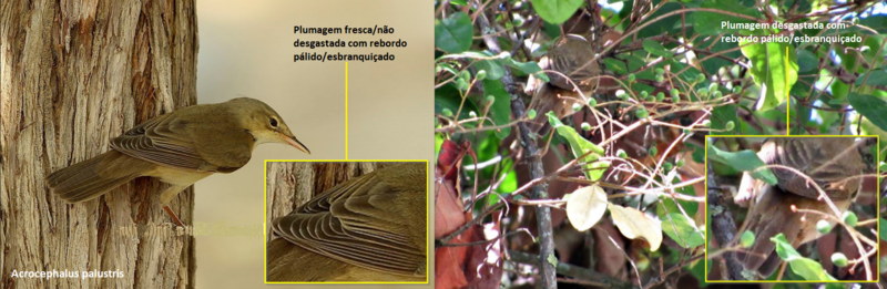 Felosa palustre ( Acrocephalus palustris ) A7