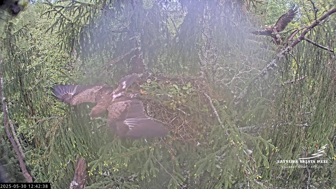 LVM mazais ērglis Lisiņa, egle2 – Lesser Spotted Eagle 12-57-53 screenshot