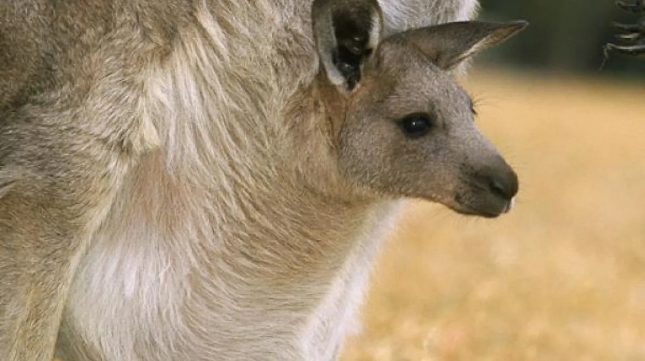 Buscan sacrificar millones de canguros en Australia y evitar que mueran de hambre