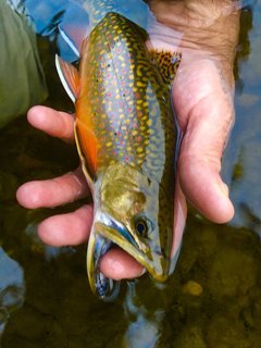 Dudley Creek 9_30_22 pic 4