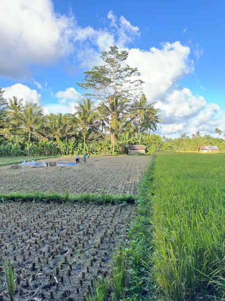 6 Aviones, 3 barcos y 2 trenes, empezando en Estambul y terminando Kuala Lump - Blogs de Indonesia - TERCERA PARADA: BALI (108)