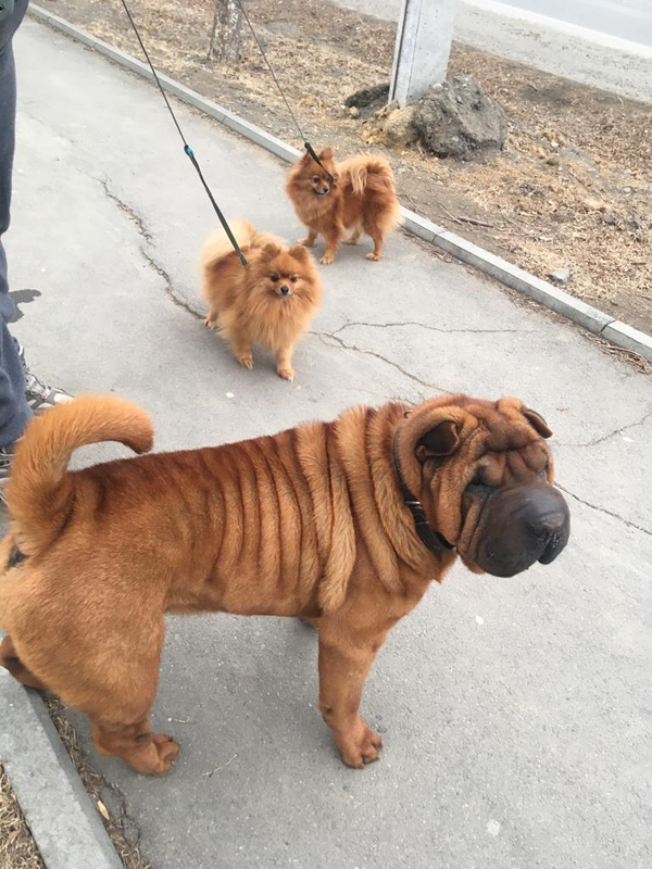 Чиншоу Норд Ост Марселю скоро 8