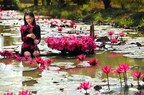 An den Beitrag angehängtes Bild: https://i.postimg.cc/HkMF4hdK/cac13a0a45769eafe8787d5cfd044d96-lotus-flower.jpg