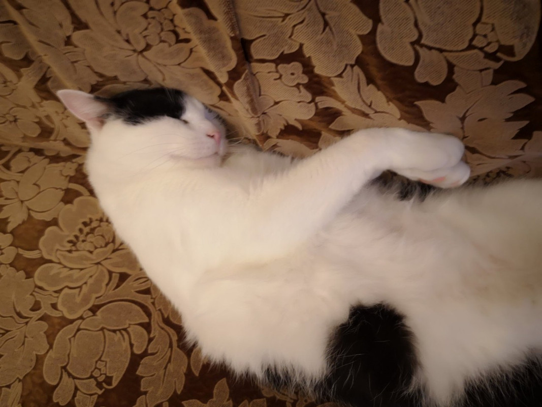 Пуговкин_д3