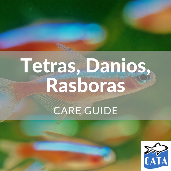 OATA Guide to Tetras...- Lincs Aquatics