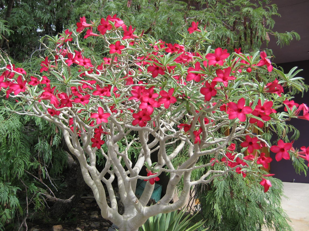 adenium-arizona-red