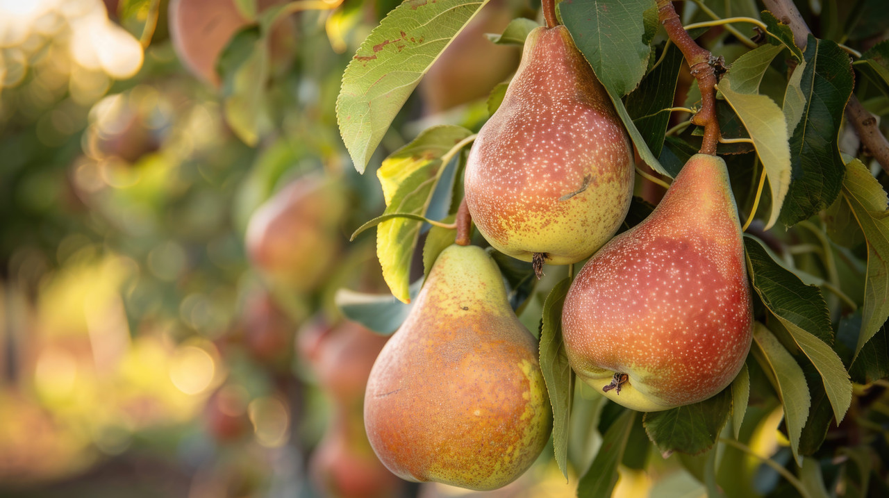 Antioxidant benefits of pears