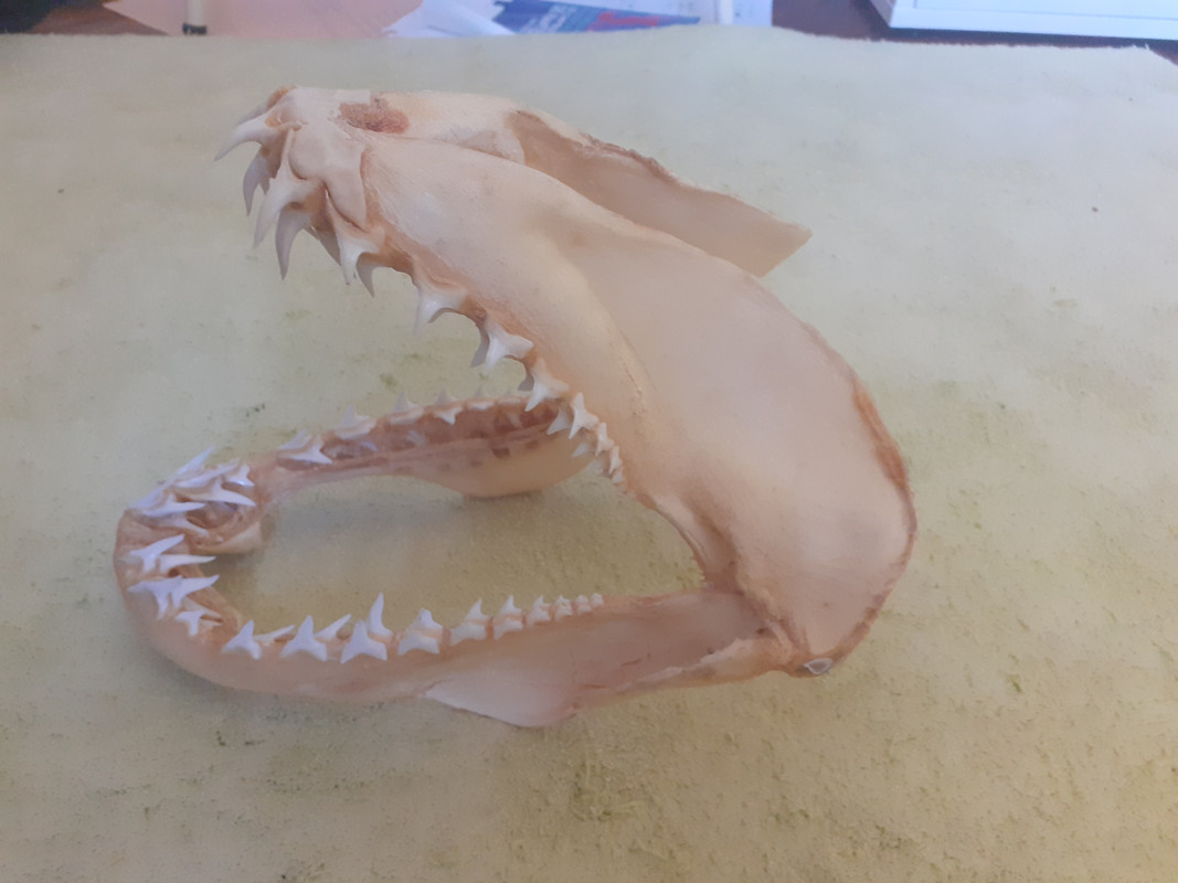 Shark Jaw Identification Of The Species Forum