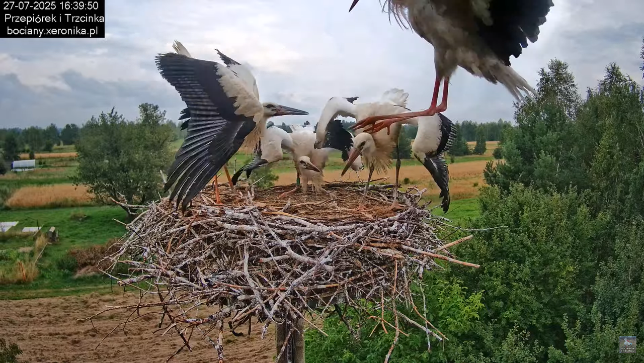 27072025bociany44