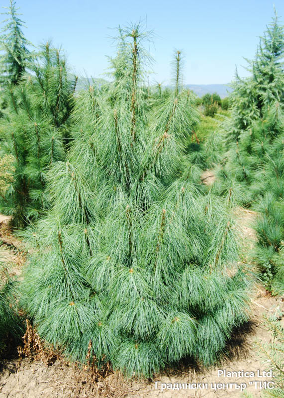 Pinus_wallichiana-3
