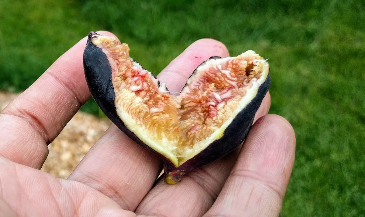 Maltese Falcon 2 09-07-2019