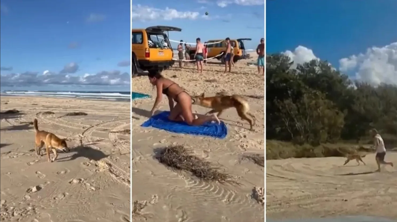 Turista es víctima del ataque de un perro salvaje en playa de Australia: video