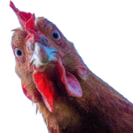 chicken-SM.png