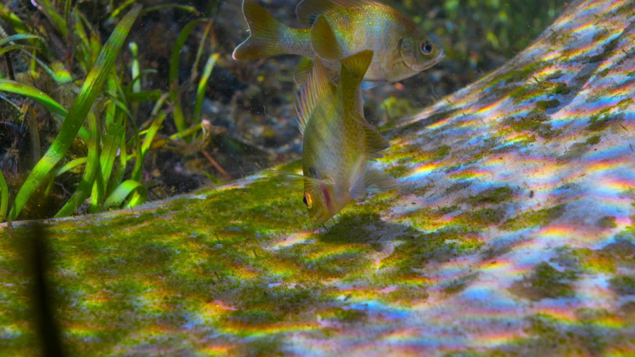 Our Planet 2019 Season 1 S01 1080p NF WEB DL x265 HEVC 10bit EAC3 Atmos 5 1 Garshasp QxR