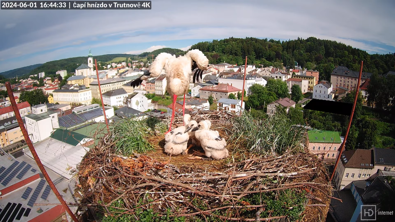 Živě z čapího hnízda na pivovarském komíně v Trutnově 9-48-24 screenshot