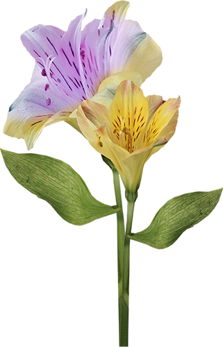 KBK_InTheSpring (38)