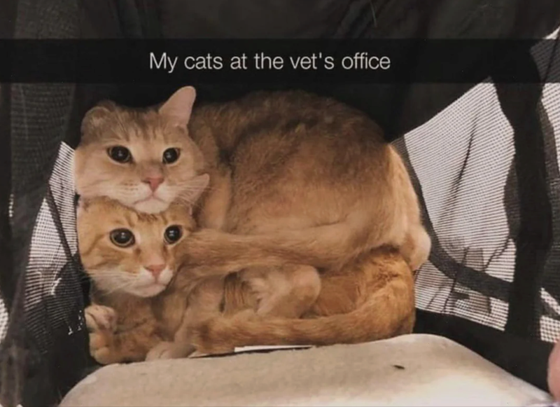 my-cats-at-vets-office.png