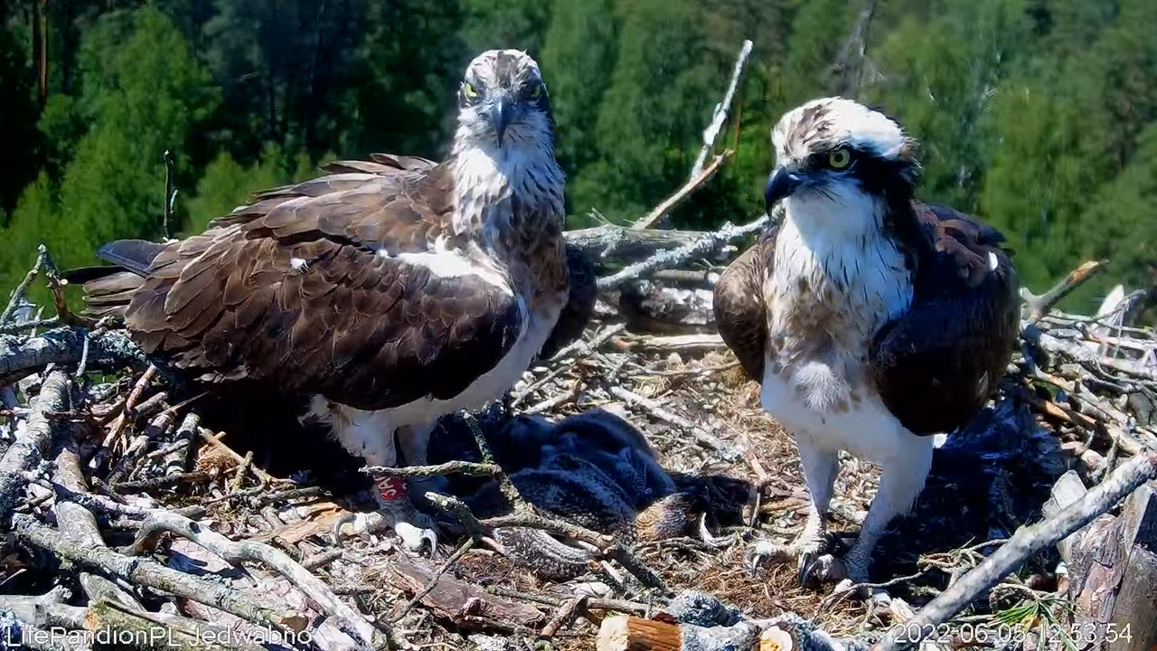 Rybołowy Online Puszcza Napiwodzko-Ramucka _ Ospreys Online in Napiwodzko-Ramucka Forest 12-41-0 scr