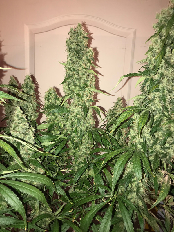 39BEB1D5-913D-4594-B783-DF372F05E637