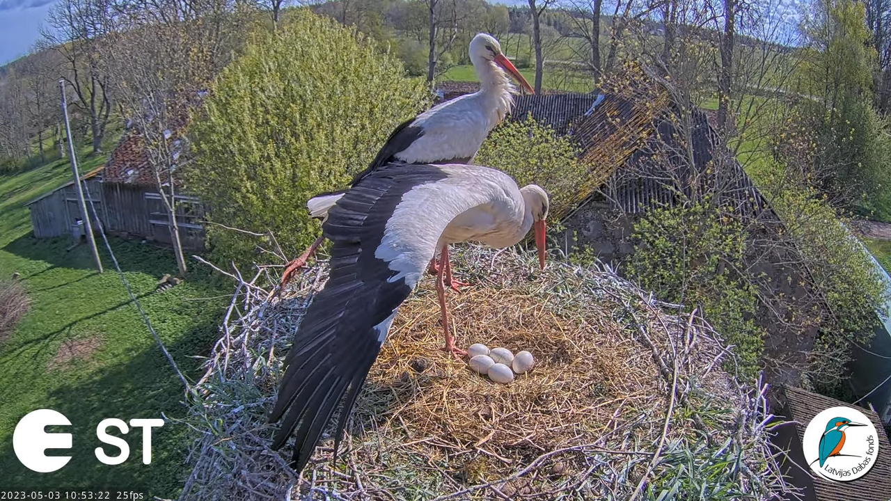 Baltie stārķi (Ciconia ciconia) Tukuma novadā - LDF tiešraide __ White storks in Tukums, Latvia 8-23