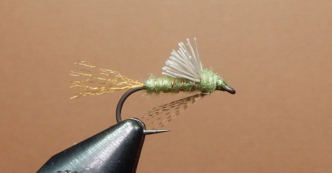 Callibaetis-Emerger-1080.jpg