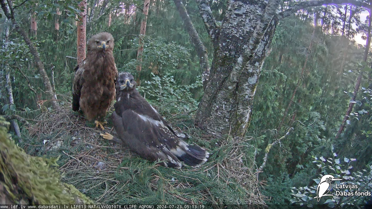 Mazais ērglis (Clanga pomarina), ligzda bērzā - LDF tiešraide 7-15-14 screenshot