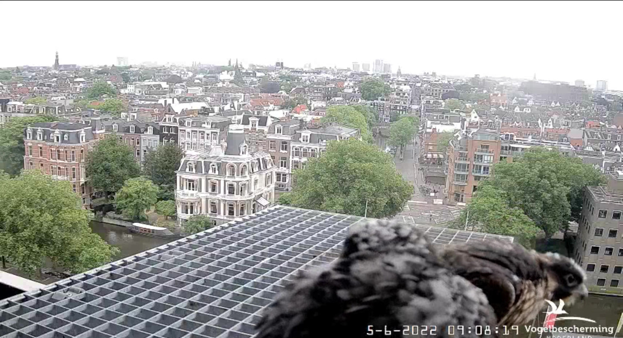 Amsterdam/Rijksmuseum screenshots © Beleef de Lente/Vogelbescherming Nederland - Pagina 18 Video-2022-06-05-091011-Moment-2