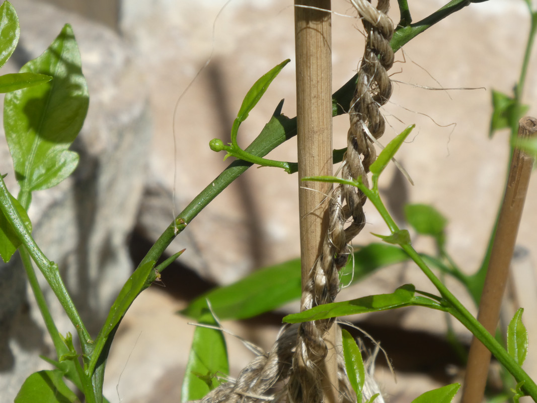 1040455blüte prague