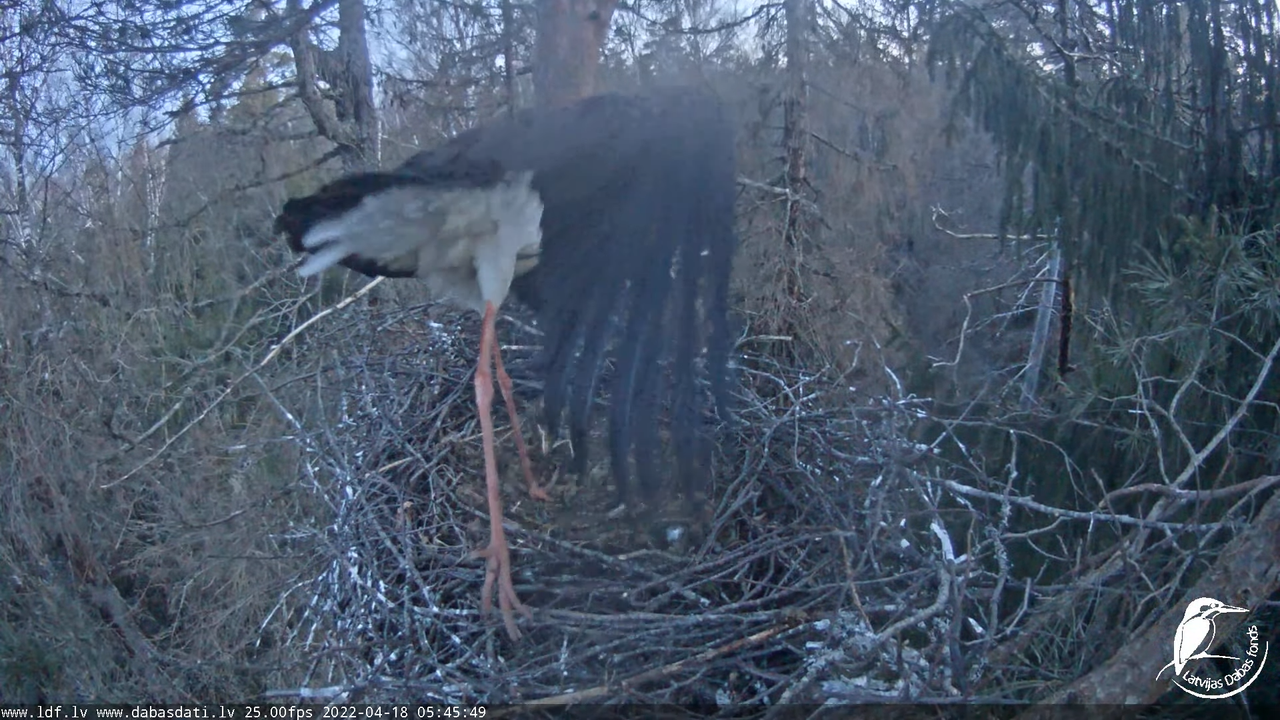 Melnais stārķis (Ciconia nigra) Siguldas novadā - LDF tiešraide 8-47-59 screenshot