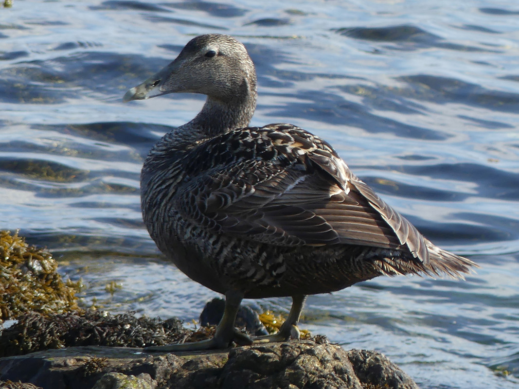 FE EIDER 3