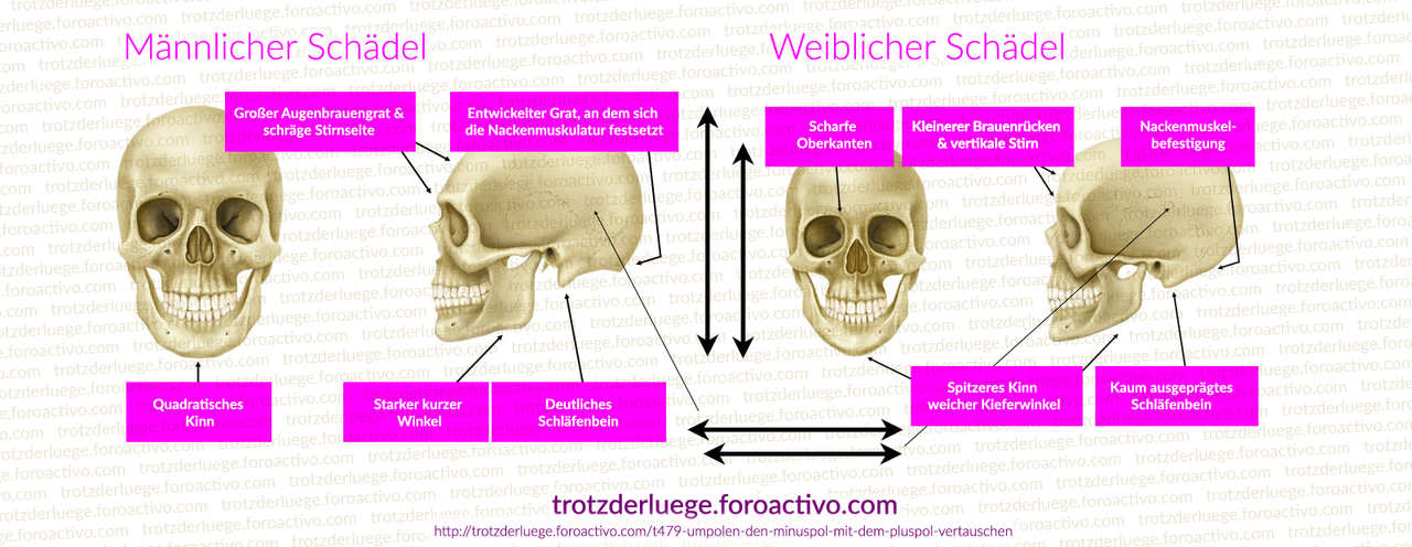 Umpolen – den Minuspol mit dem Pluspol vertauschen - Seite 6 Skull-comparison-01-Td-L-2018