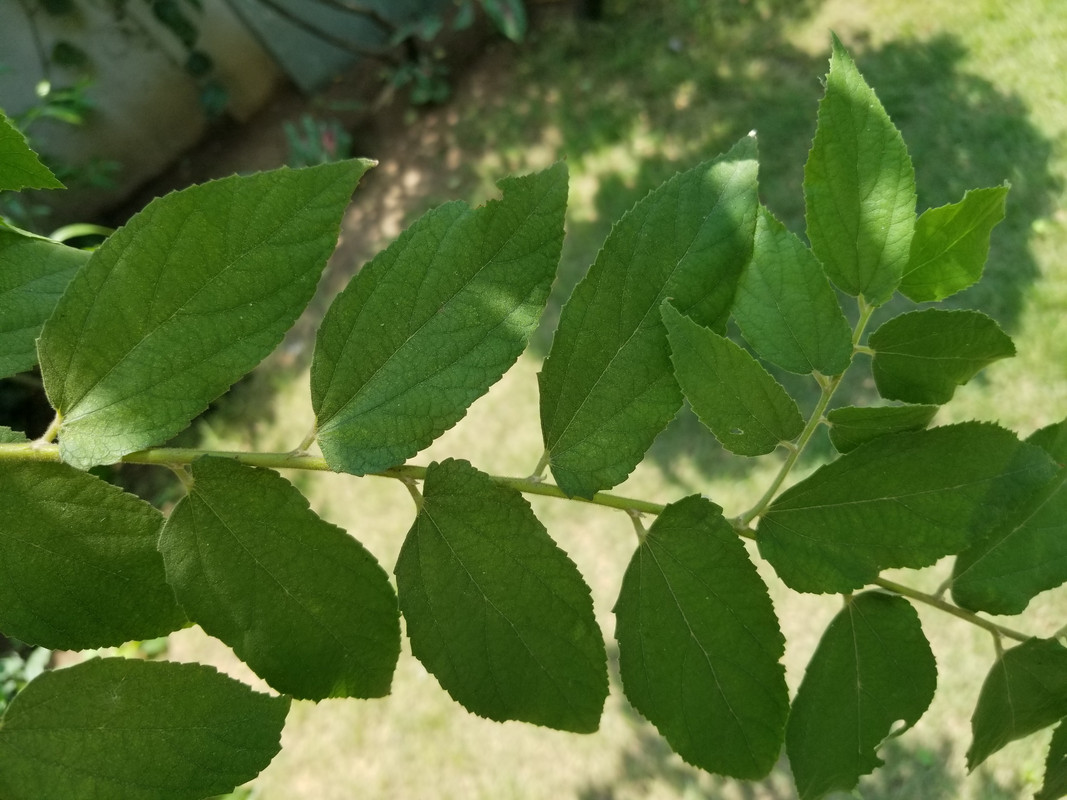 Leaves