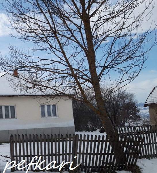 Slika