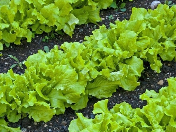 Листовой салат в рационе здорового питания необходимость и польза