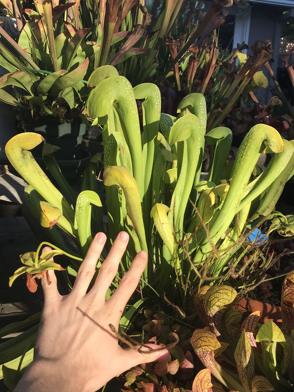 adaetz100 — F2 anomaly with 17"+ pitchers, 22 September 2020.