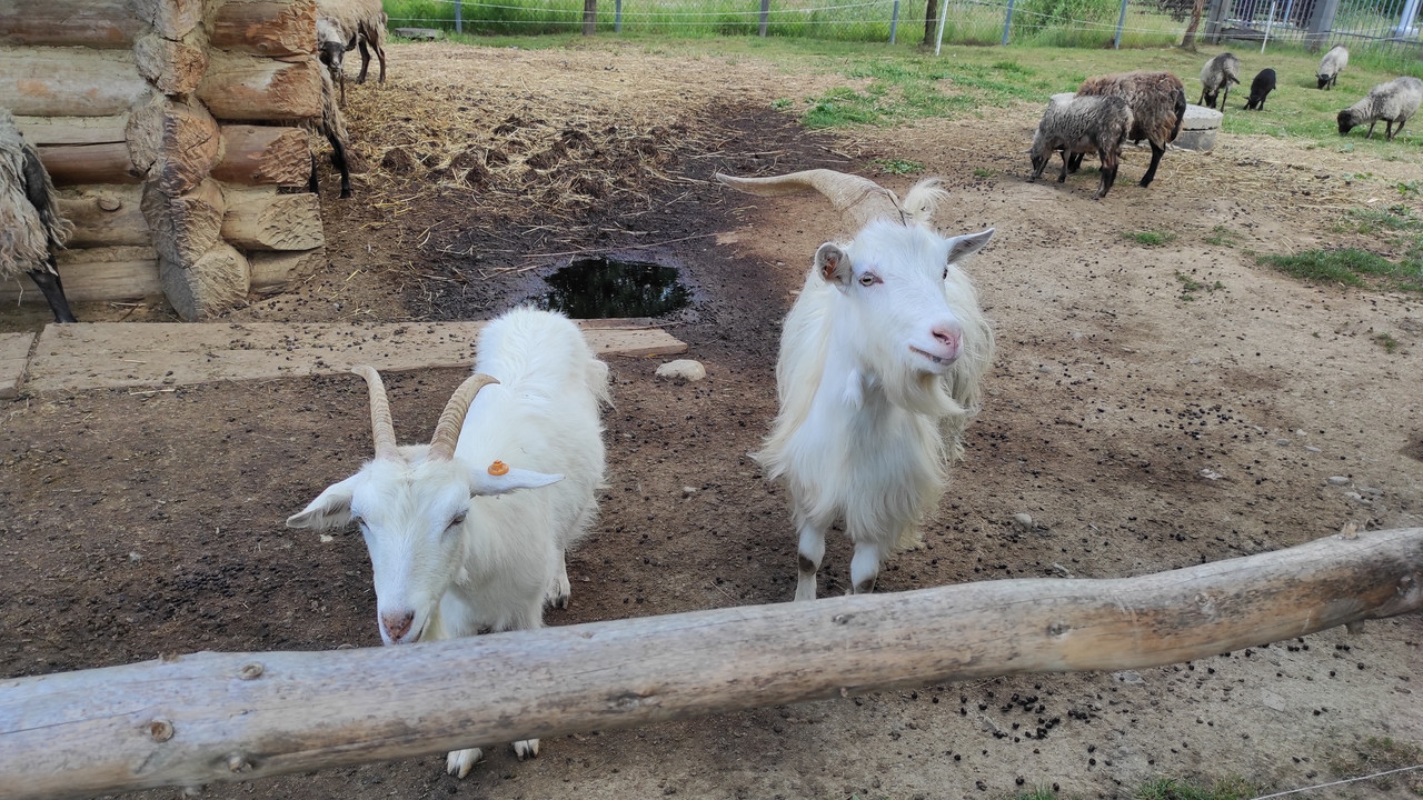 05.21 - IMG_20220617_151803 (Czesio1)