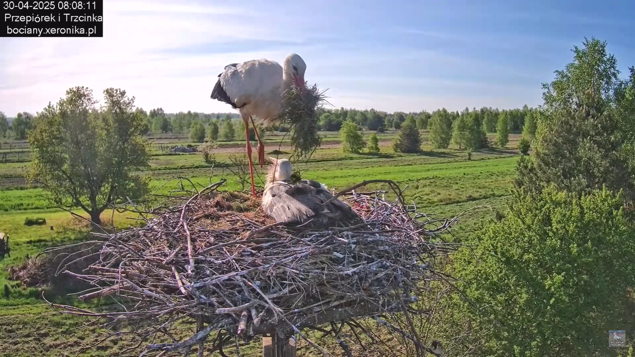 30042025bociany_13