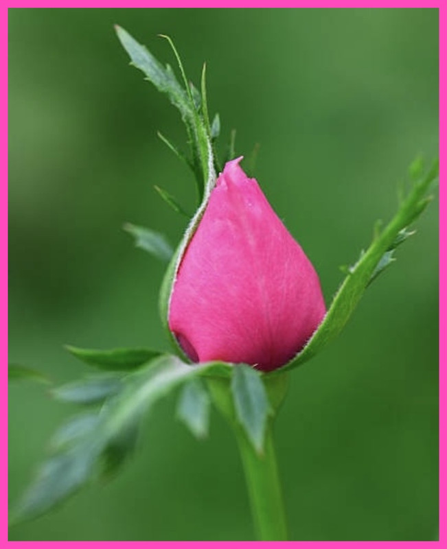 46081A0D-EA9F-49E6-9991-6ACF892840B1