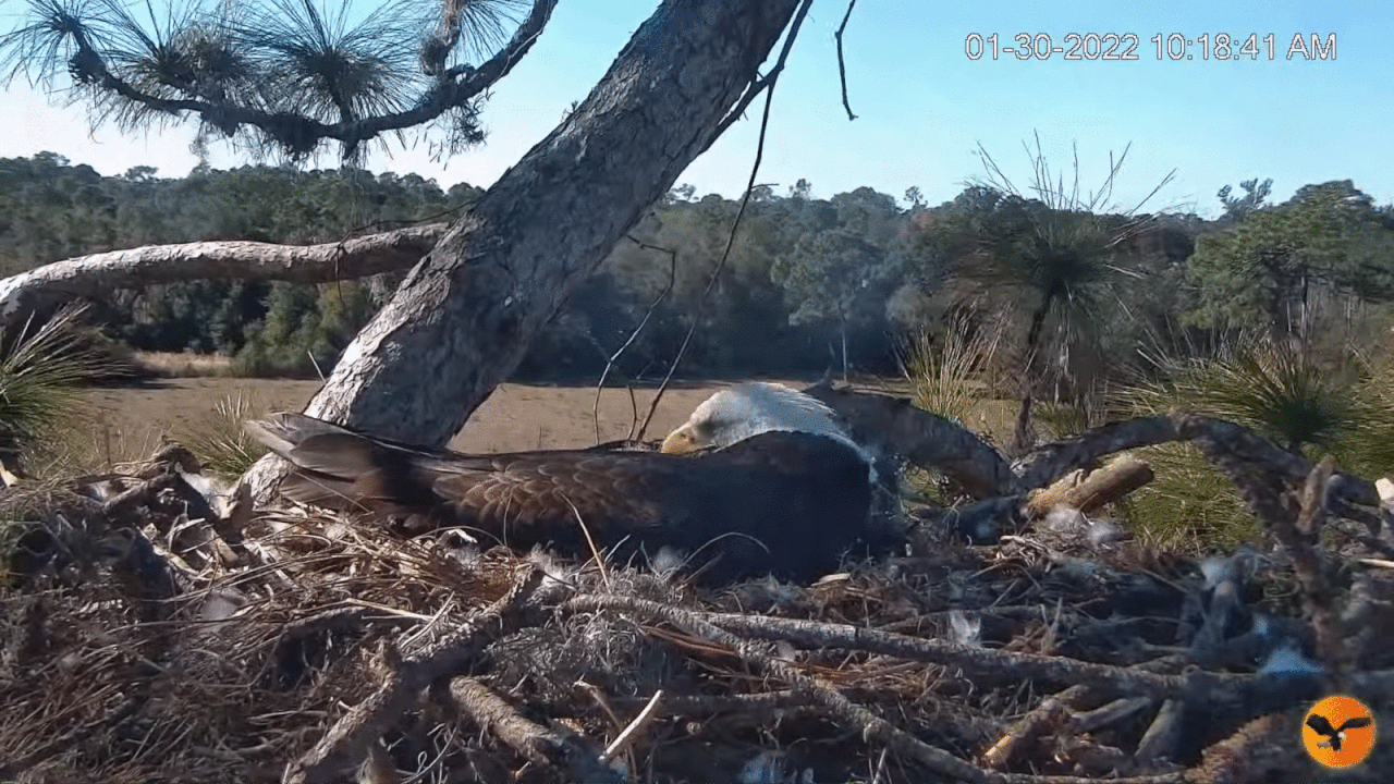 Webp.net-gifmaker (8)