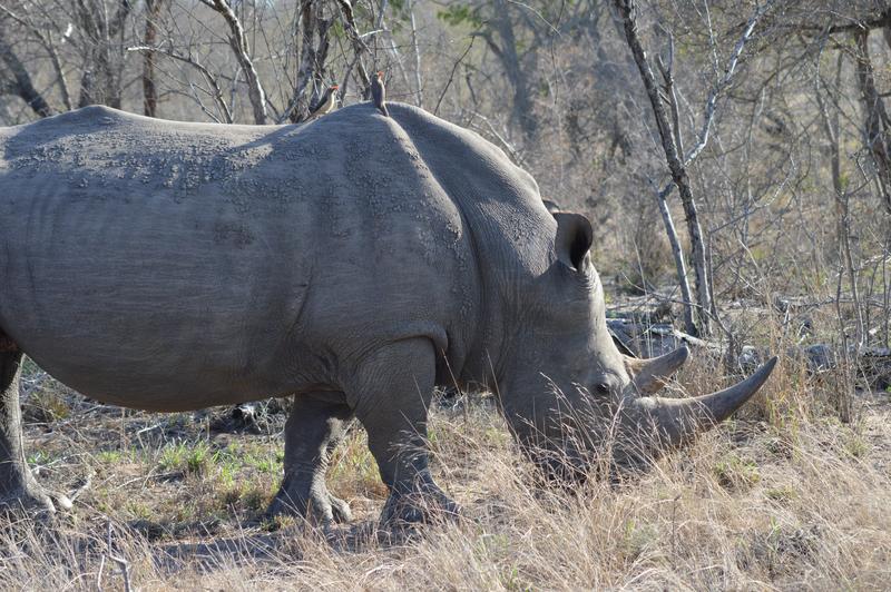 DÍA 12: SABI SAND (Elephant Plains Game Lodge) - Sudáfrica y Seychelles 2018 -  Una Honeymoon llena de vida (15)