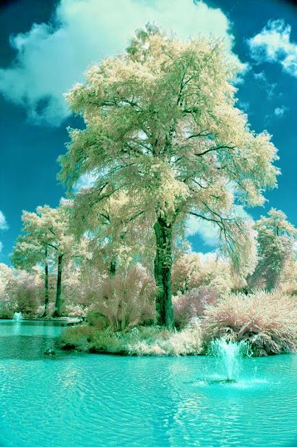 turquoisetree.jpg
