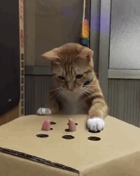 kitty-whack-a-mole.gif