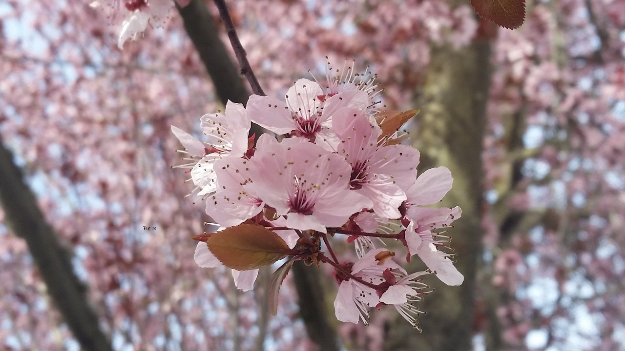 [Image: cherry-5.jpg]
