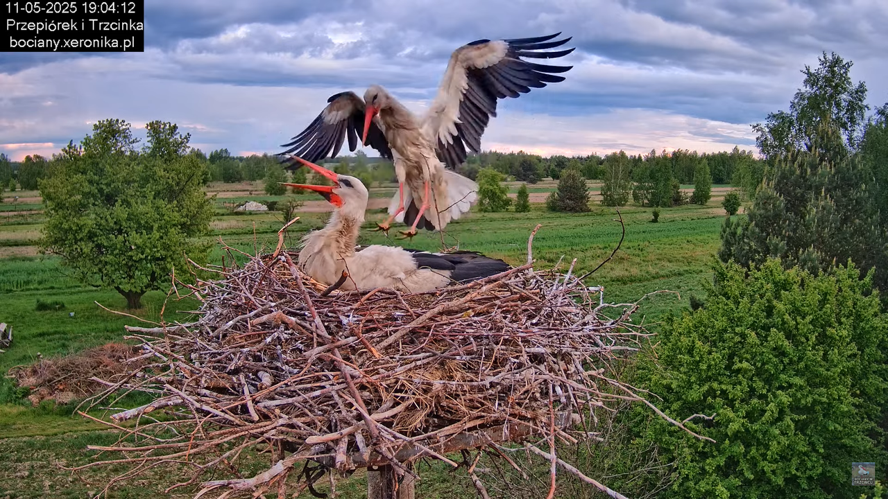 11052025bociany31