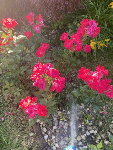 [Image: IMG-8684.jpg]