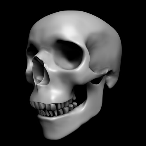 skull-1b.jpg
