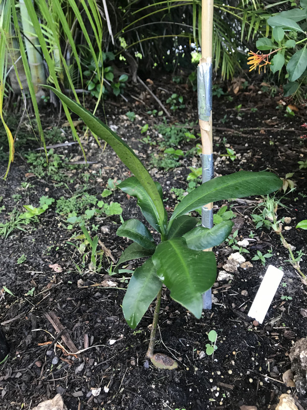 LucsGarcinia82018